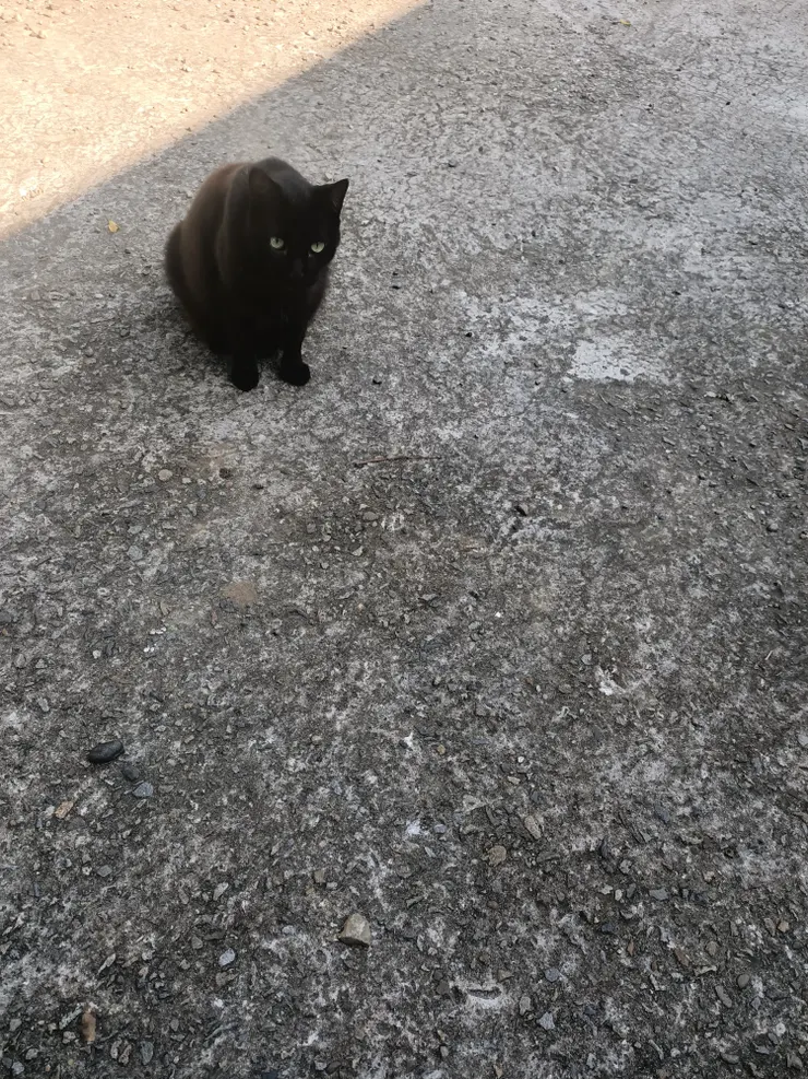 黑米不來,遠遠看!