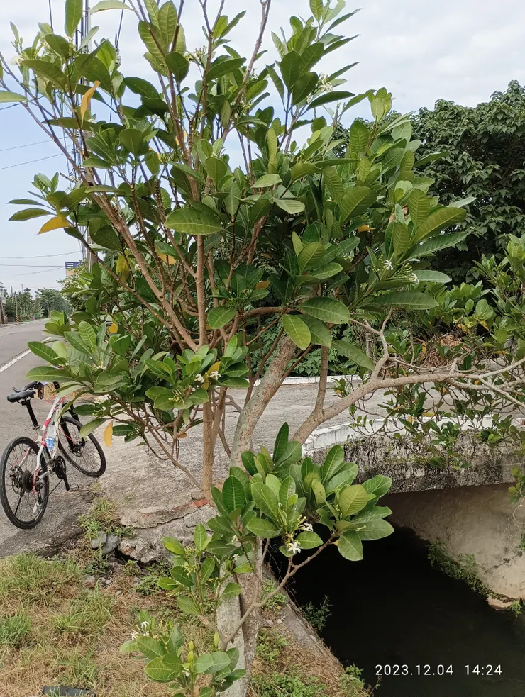 蘭嶼革質馬蹄花，自拍