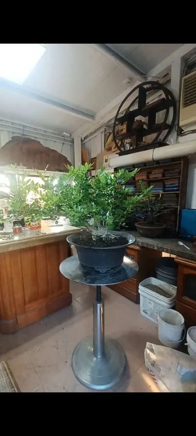 中品七里香剔葉與造型整理記錄