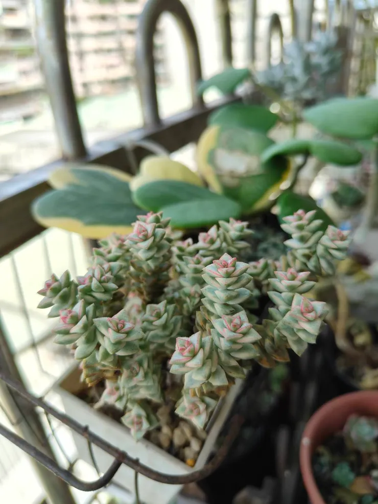 小米星錦是新手友善品種 - 拍攝於2025/06/22