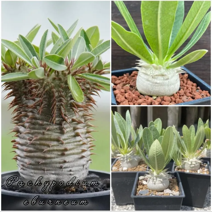 一本尼pachypodium eburneum