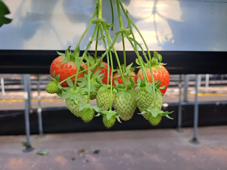 紅紅綠綠大大小小的韓國草莓