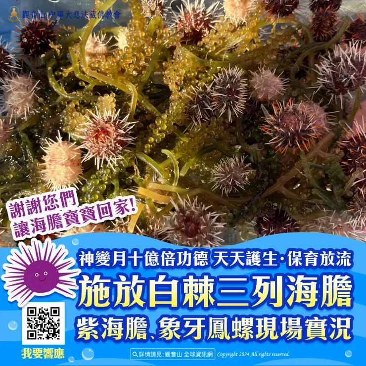 觀音山 神變月十億倍功德 天天護生‧保育放流 施放白棘三列海膽、紫海膽、象牙鳳螺現場實況