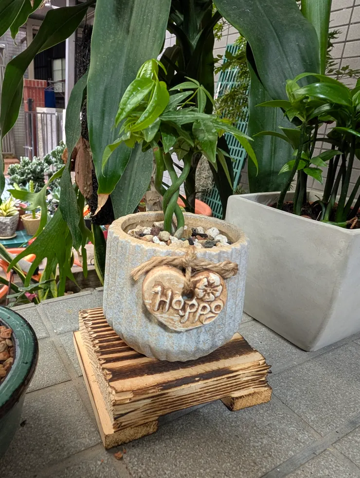 猜對了嗎？一開頭提到的可愛盆栽