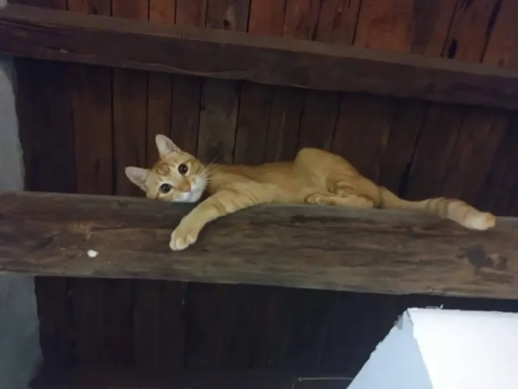 小橘(化名)媽媽提供