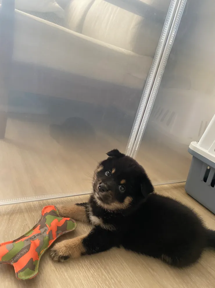 來我們家的第一天,和第一個買的玩具合照