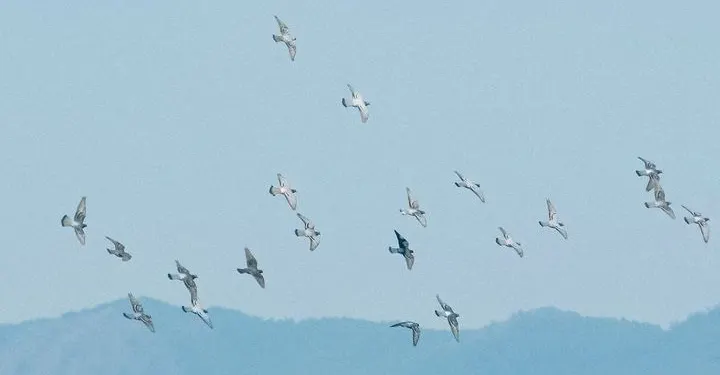 Imma . Joy 夏日永晝