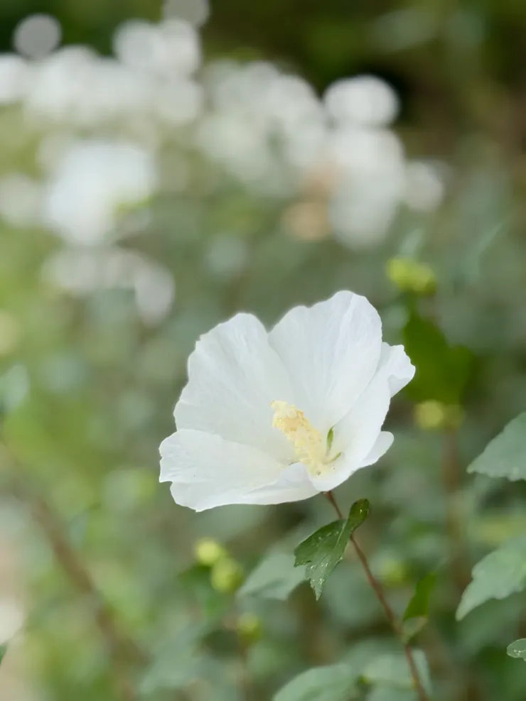 秀麗的白色木槿