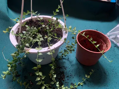 Sya日常｜假日小園丁換盆趣🪴