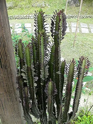 src