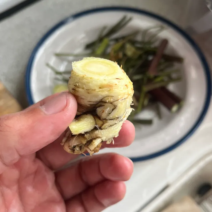 當歸頭的縫隙容易有泥土,要洗乾淨一點