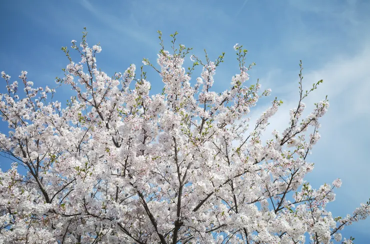 寶生院花期進入尾聲的櫻花