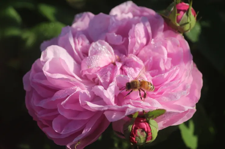 來自法國、有著大馬士革玫瑰血統的古老玫瑰—悉多尼