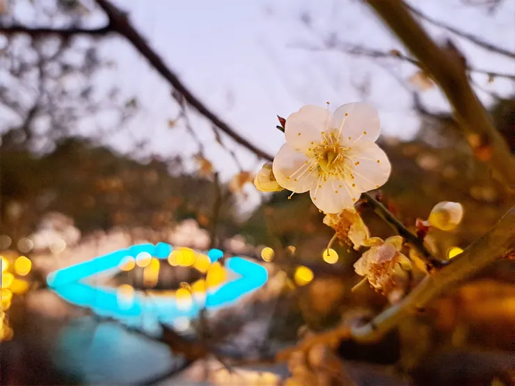 雲漢池梅花(霉女1月拍攝)
