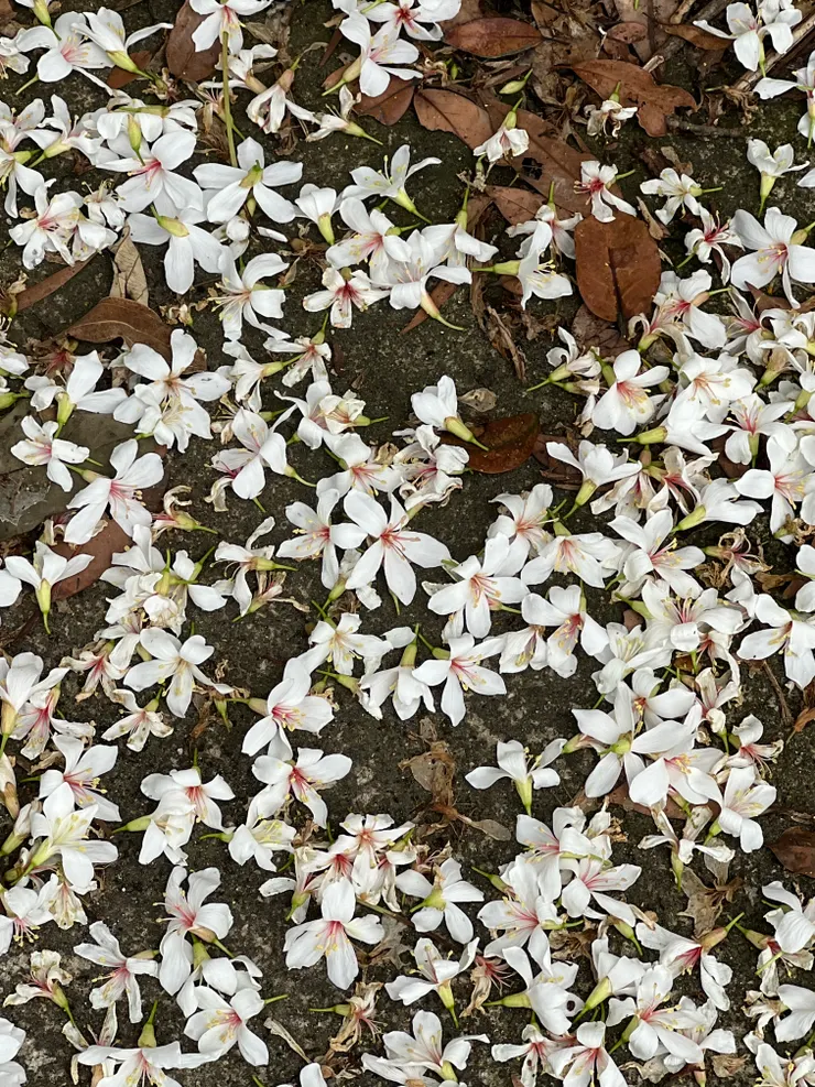 滿地落花