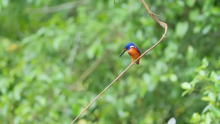前面是一個橙色的​
