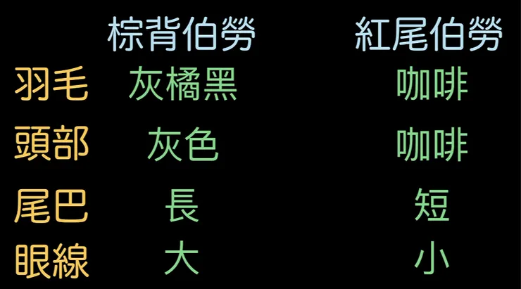棕背伯勞與紅尾伯勞的差異重點整理