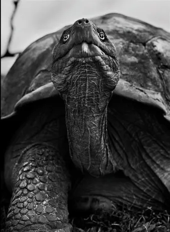 截圖自《薩爾加多的凝視》。在如此年老的生物面前，你面對的是真正的權威，有著這麼多皺紋和知識。當達爾文抵達時，這隻烏龜可能已經是成龜了，也許他見過達爾文，誰知道？