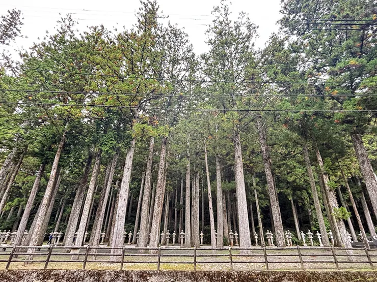 離開御廟從另一參道看去的杉樹林(自行拍攝)