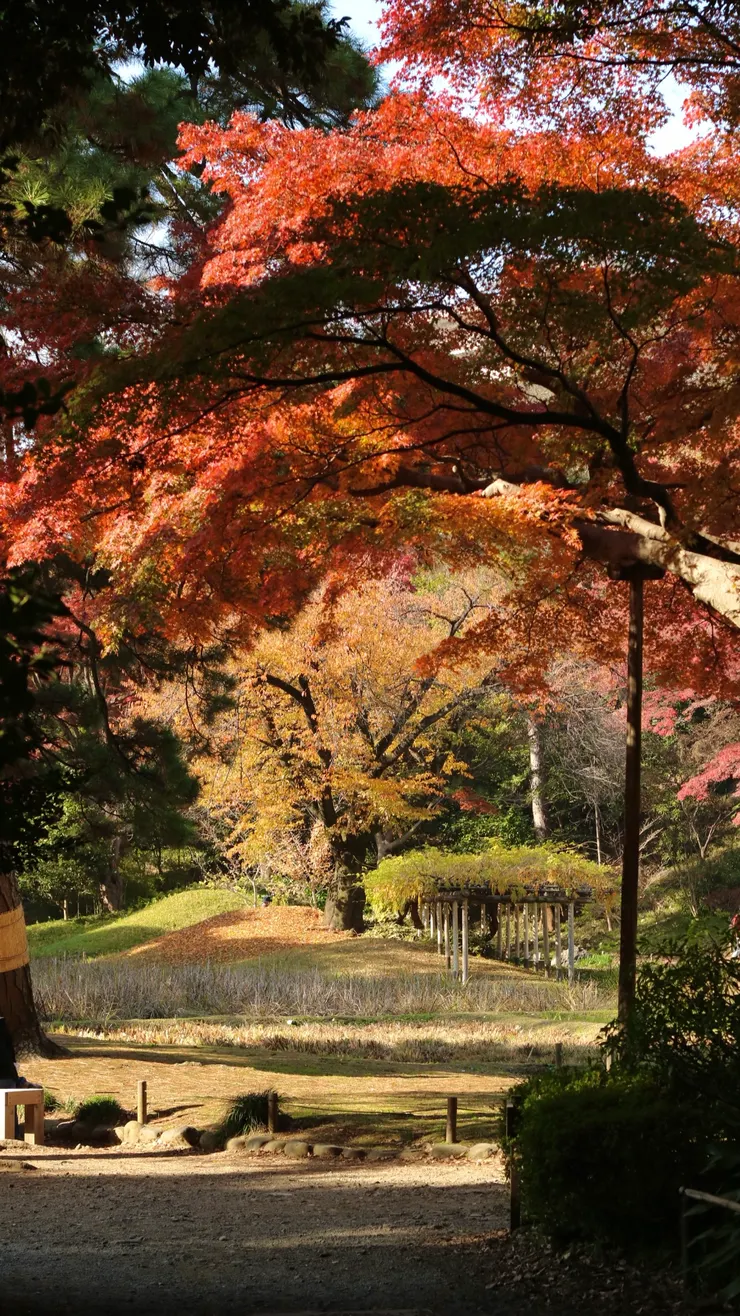 在某個轉角轉進去之後發現的景象,光線和楓葉搭配得剛剛好