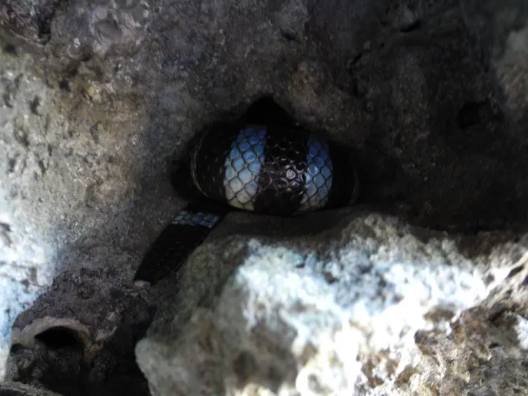 在陸地上休息的黑唇青斑海蛇(拍攝於臺東)