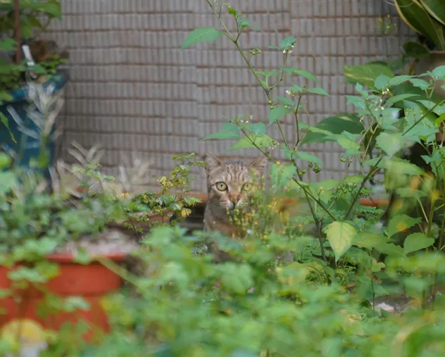 初次見面的凝視