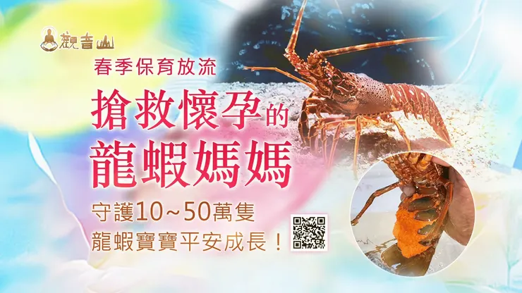 搶救懷孕的龍蝦媽媽✦觀音山 愛護海洋‧保育放流 邀請您一起護持響應