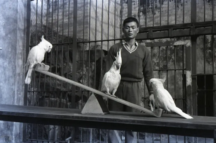圖1 1963年在圓山動物園定點舉行的動物表演 案名：公共、藝文建設（圖書館、國父紀念館、中正紀念堂、文化中心） 檔號：0051/0065/1 來源機關：行政院新聞局 管有機關：國家發展委員會檔案管理局