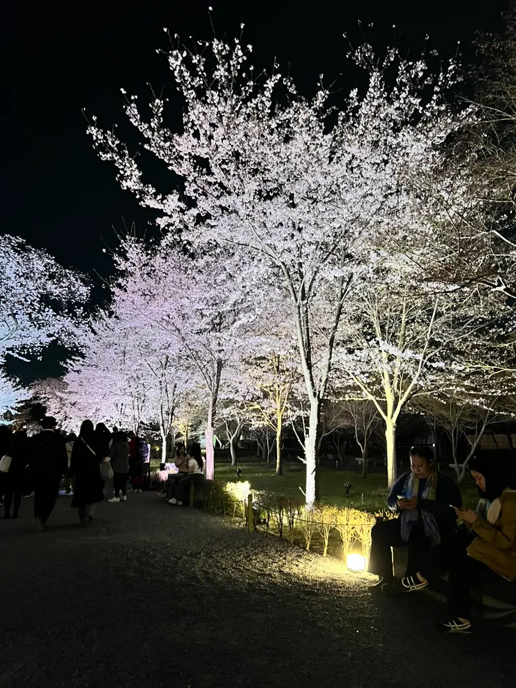 二條城的夜櫻森林