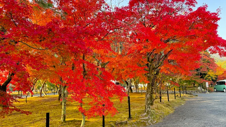 今年楓紅有點慢