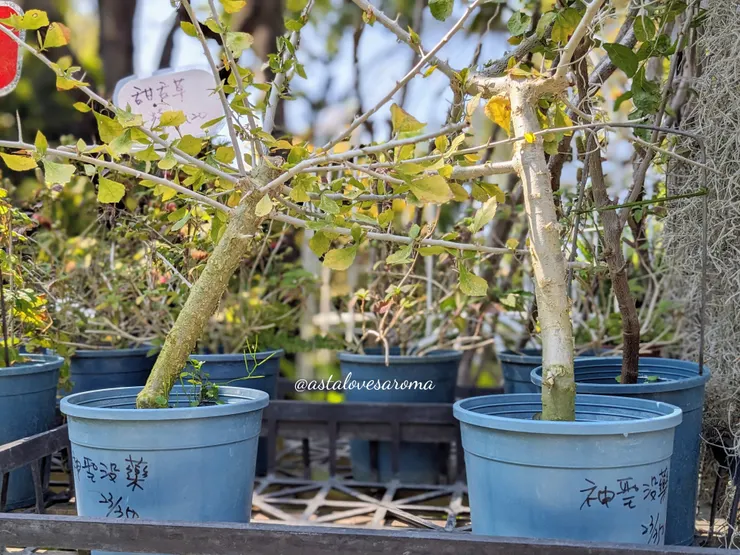 在香草植物區週邊看見的『神聖沒藥』小樹