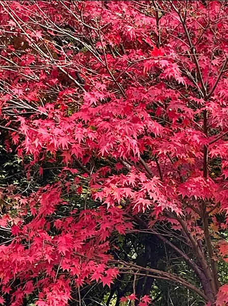 首爾南山白凡廣場