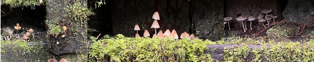 妍香心｜生命印記・身體與能量日常