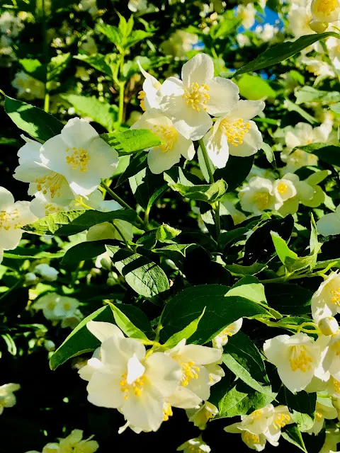 陽光下的白色茉莉花,閃閃動人。