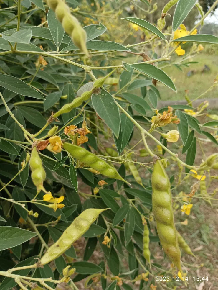 樹豆花開子結森森，自拍攝於林後