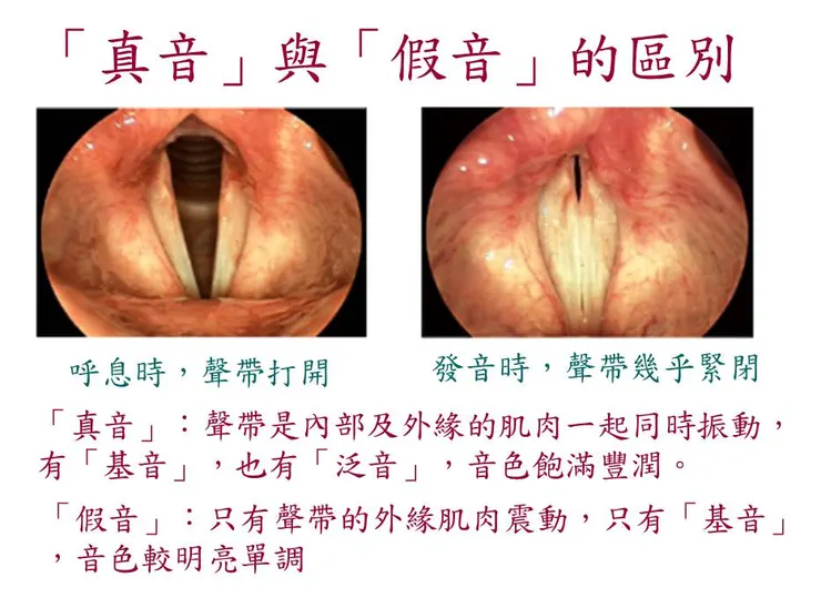 （圖片來源：聲線護理齊認識）