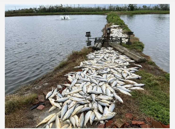 風災造成停電而無法提供足夠的氧氣，造成魚群死亡-我們的島