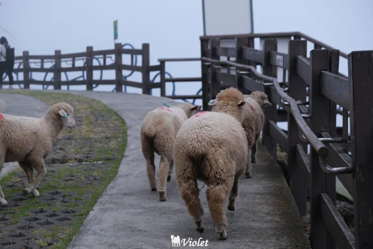 清境農場觀山牧區綿羊群