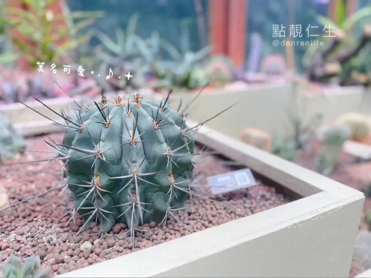 胖胖的多肉｜台北典藏植物園