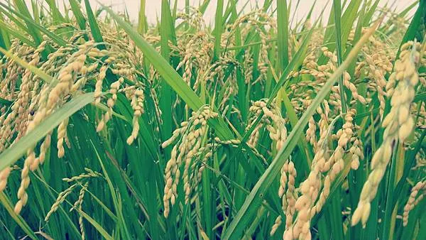 ▲本圖片由作者拍攝於宜蘭三奇伯朗大道,稻穗結實纍纍的樣貌