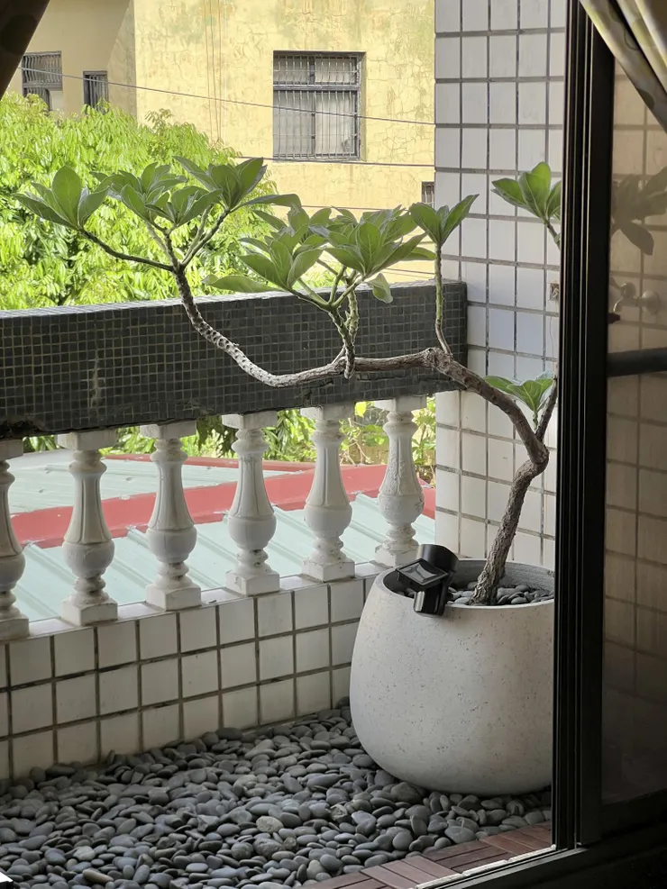 從屋內望出去的樣子