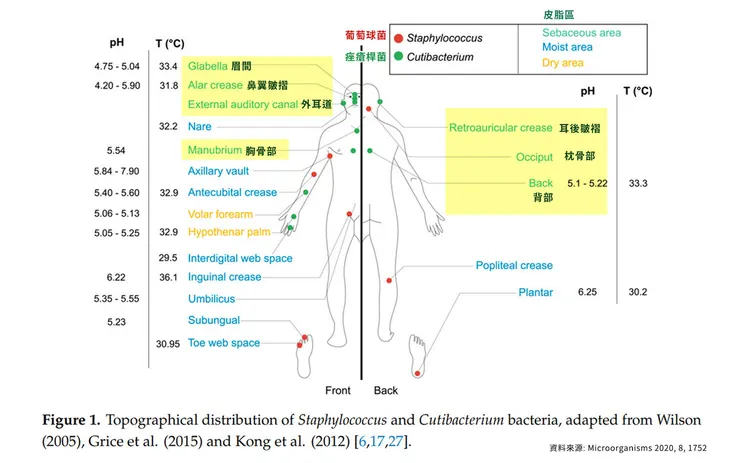 長痘痘為什麼要吃抗生素？