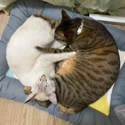 凹嗚日常的沙龍