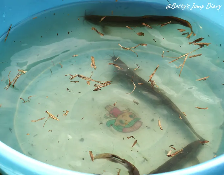 ▲大有梯田生態公園/圖片來源：Betty's Jump Diary