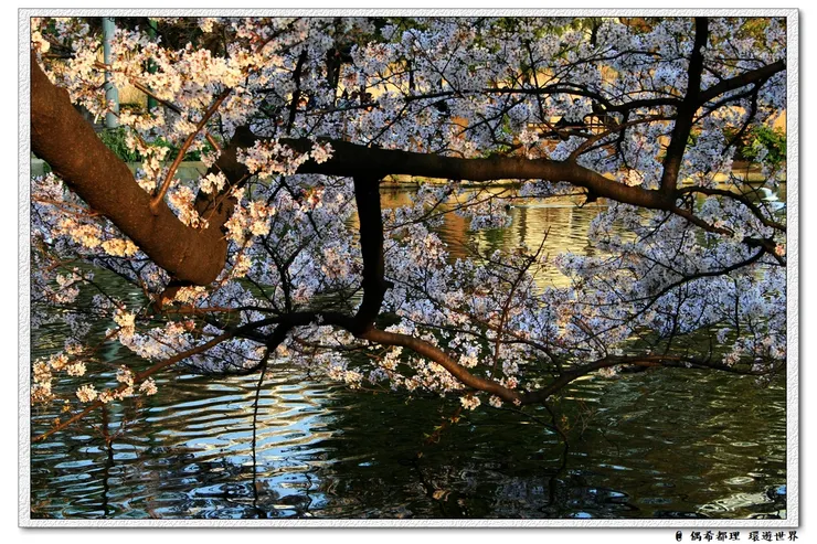 【東京・櫻花】