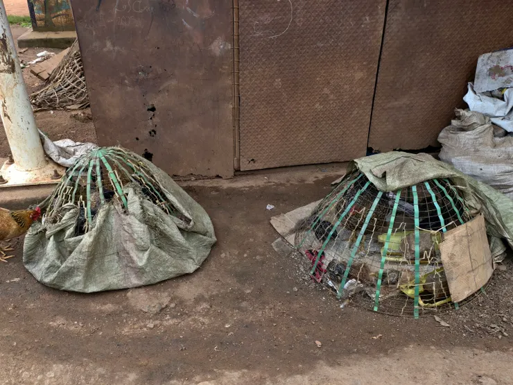 市集賣活雞的小攤,雞籠,