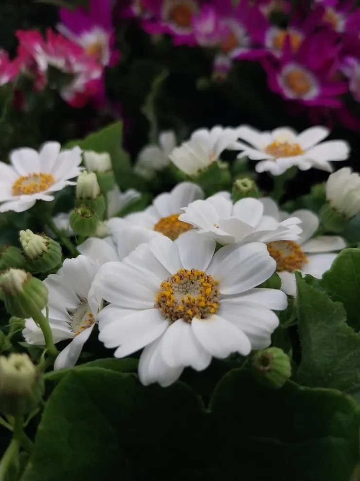 瓜葉菊Pericallis hybrida