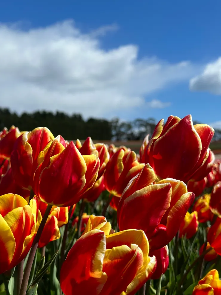 Table Cape Tulip Farm