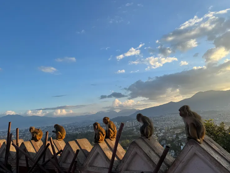 夕陽下猴群蹲坐一排，感覺很有禪意。