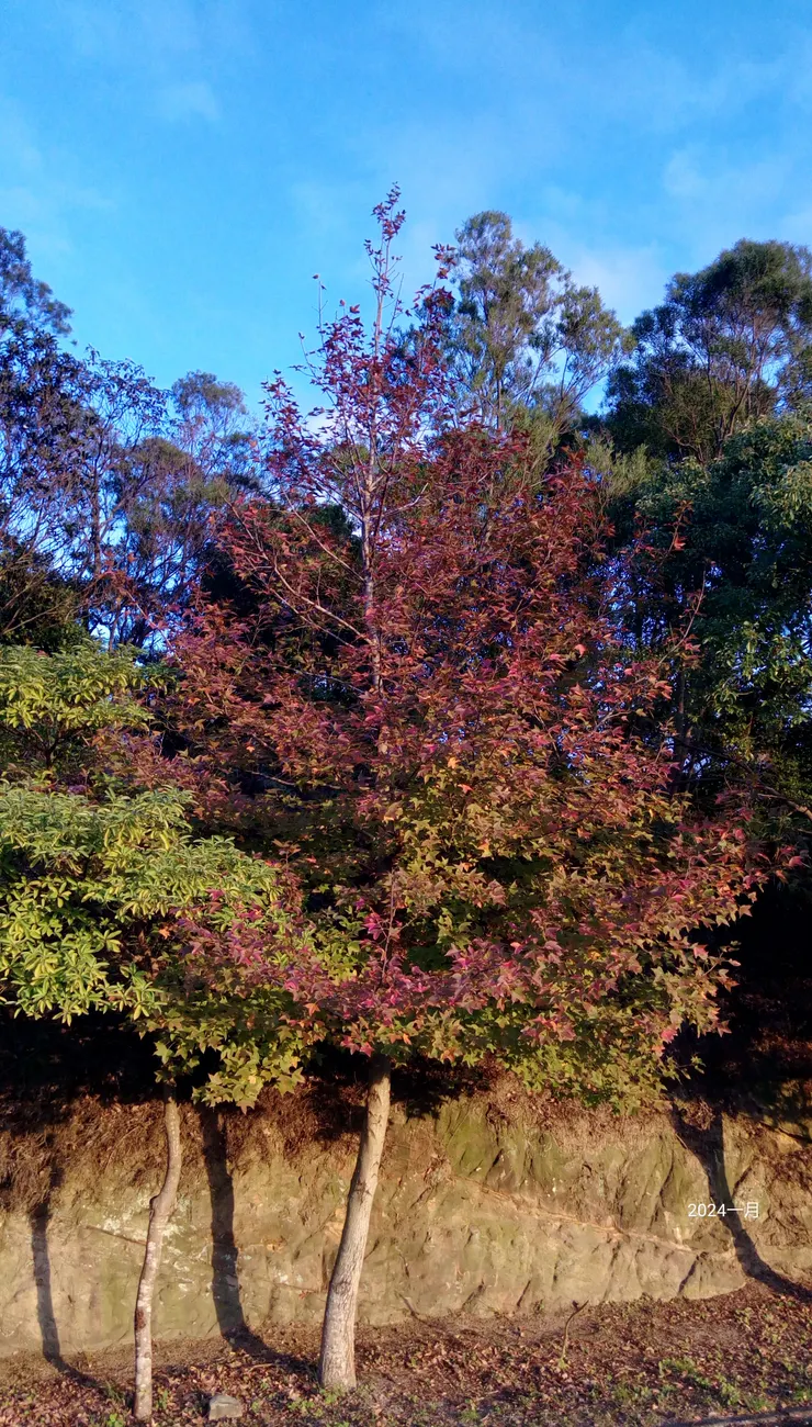 運動場旁的漂亮楓香